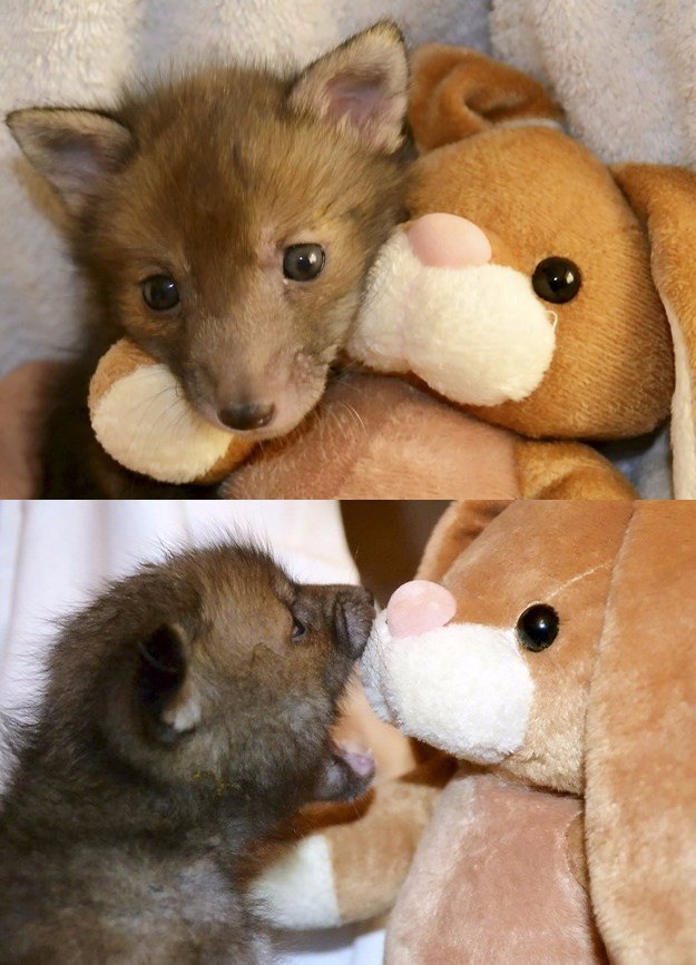 baby fox teddy