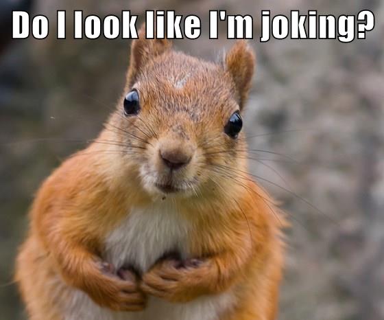 Do I look like I'm joking? - Animal Comedy - Animal Comedy, funny ...