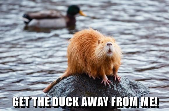 GET THE DUCK AWAY FROM ME! - Animal Comedy - Animal Comedy, funny ...