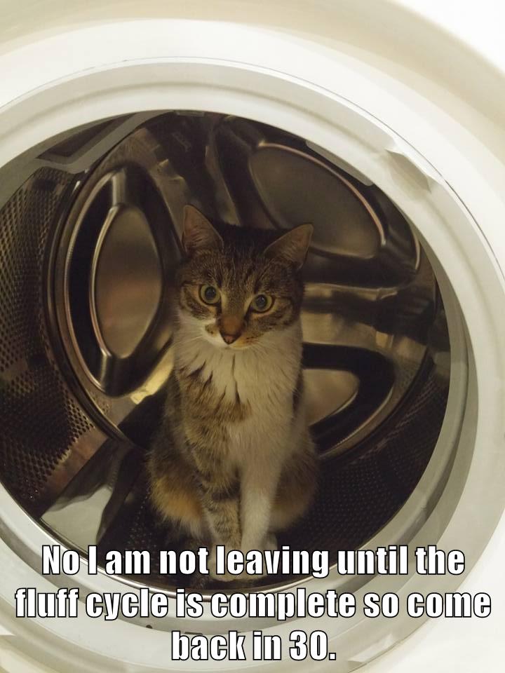 Lolcats - dryer - LOL at Funny Cat Memes - Funny cat pictures with