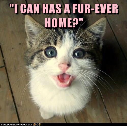 Pweaze? - Lolcats - lol | cat memes | funny cats | funny cat pictures ...