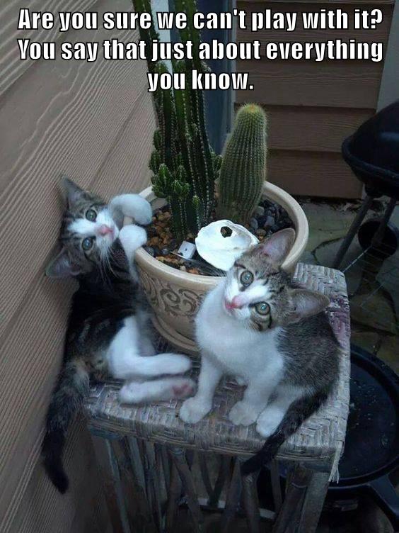 Lolcats cactus LOL at Funny Cat Memes Funny cat pictures with