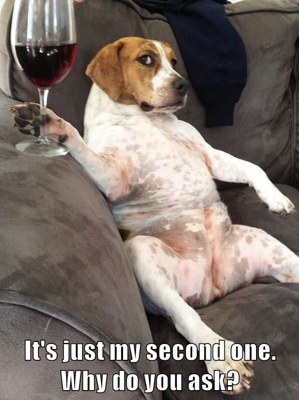 I Has A Hotdog - wine - Funny Dog Pictures | Dog Memes | Puppy Pictures