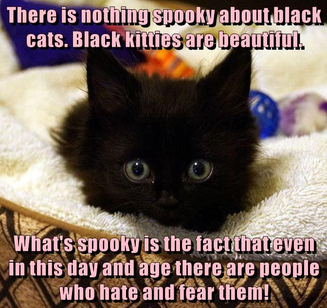 What a Crazy Superstition - Lolcats - lol | cat memes | funny cats