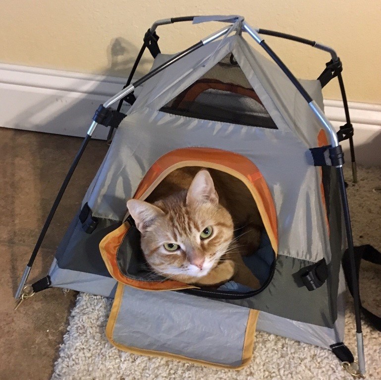 cat play tent