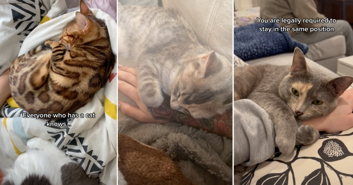 Cat Owners Say They Are Legally Required To Stay In The Same Position