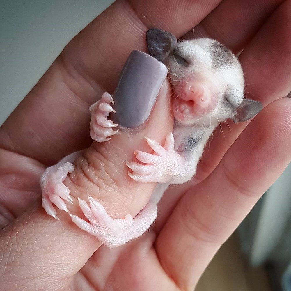 baby sugar gliders