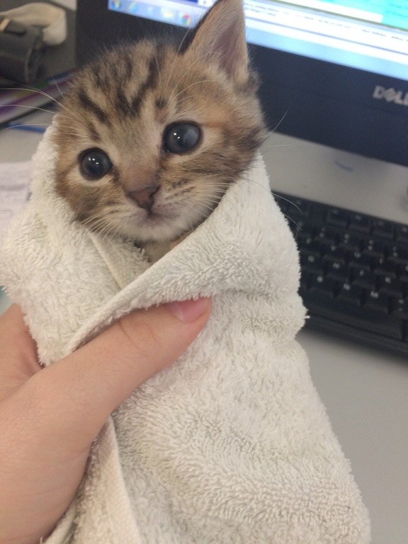 The Only Thing Better Than a Burrito, Is a Purrito - I Can 