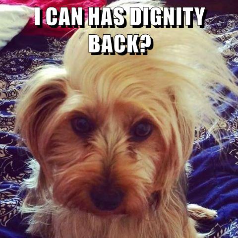 I Has A Hotdog - dignity - Funny Dog Pictures | Dog Memes | Puppy Pictures | Pictures