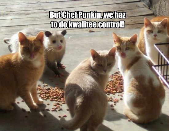 I Can Has Cheezburger? - opossum - Funny Animals Online - Cheezburger