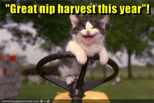 Smiling Cat Meme Generator - Piñata Farms - The best meme