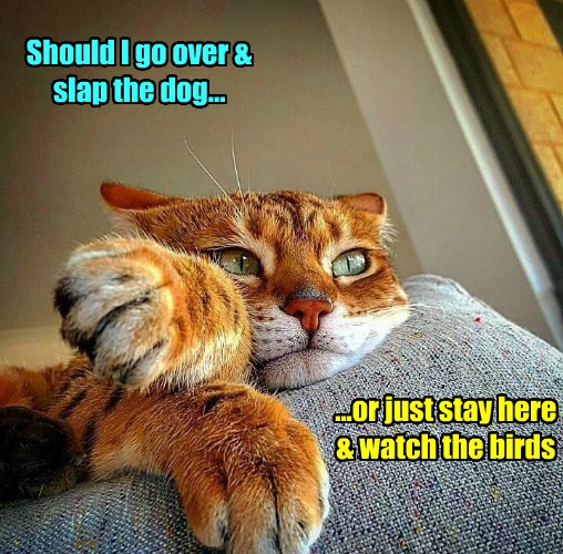 Decisions, Decisions - Lolcats - lol | cat memes | funny cats | funny ...