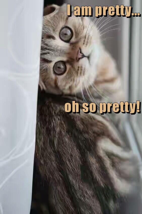 It's Alarming how Charming I Feel - Lolcats - lol | cat memes | funny ...