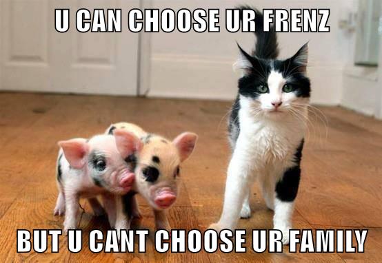 Lolcats - pig - LOL at Funny Cat Memes - Funny cat pictures with words ...