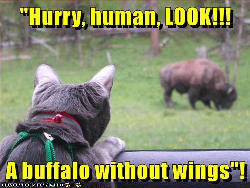 Lolcats - buffalo - LOL at Funny Cat Memes - Funny cat pictures with words on them - | cat memes | funny cats | funny cat pictures with words on