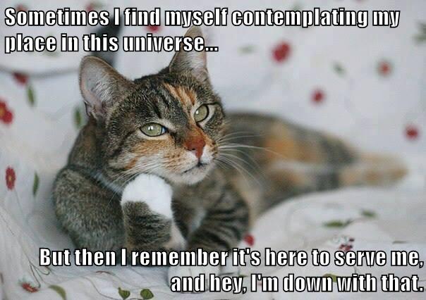 animals-cat-universe-me-caption-87963998