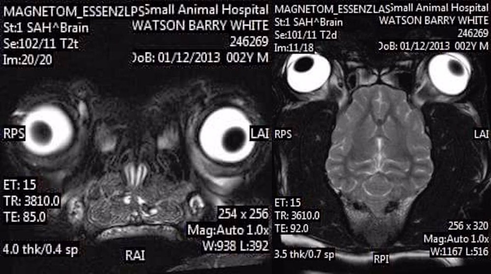 This French Bulldog's MRI Scan is Crazy Looking I Has A Hotdog Dog