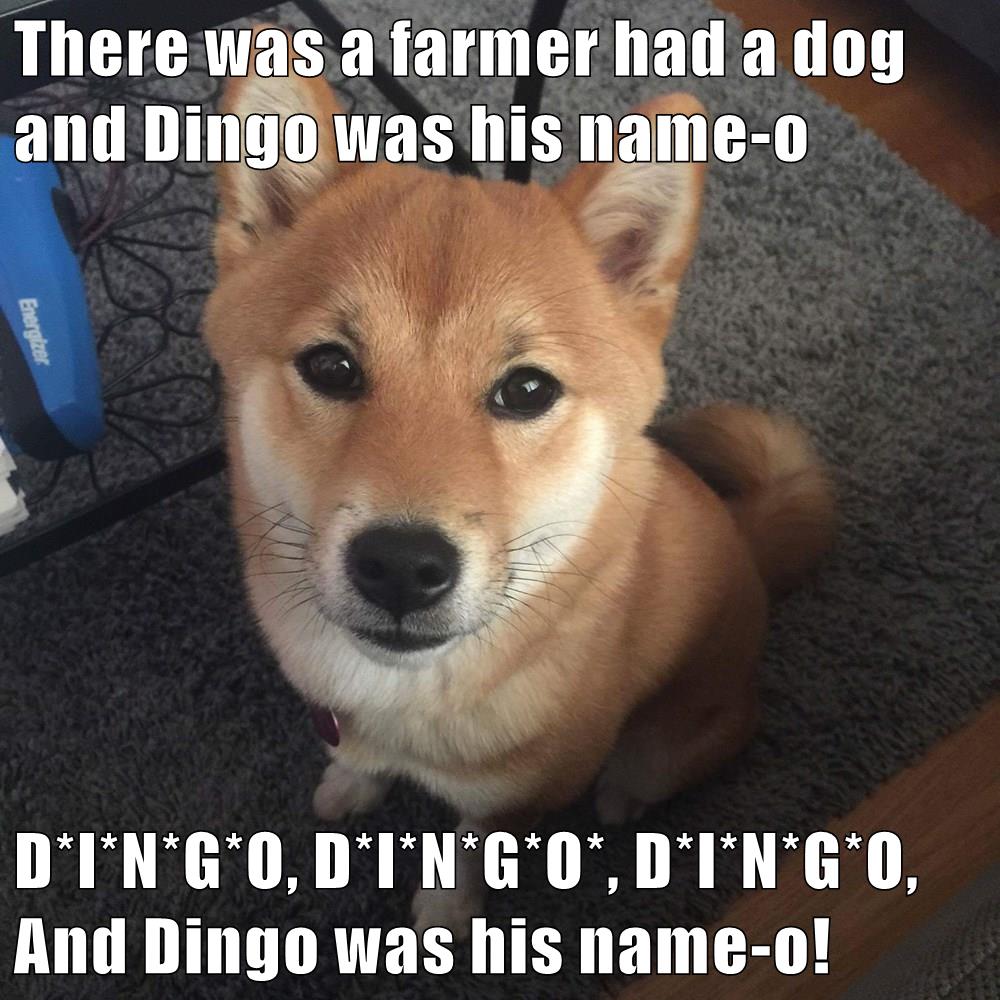 I Has A Hotdog - dingo - Funny Dog Pictures | Dog Memes | Puppy ...