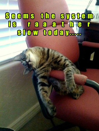 Lolcats - slow - LOL at Funny Cat Memes - Funny cat pictures with words ...