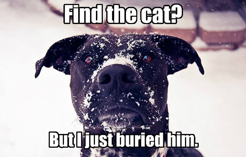 I Has A Hotdog - snow - Funny Dog Pictures | Dog Memes | Puppy Pictures |  Pictures of dogs - Dog Pictures - Funny pictures of dogs - Dog Memes -  Puppy pictures - doge - Cheezburger