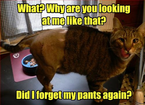 Cat in funny pants - 9GAG