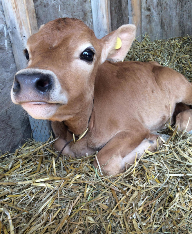 Cute Little Calf Daily Squee Cute Animals Cute Baby Animals