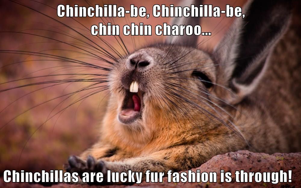 lucky chinchilla