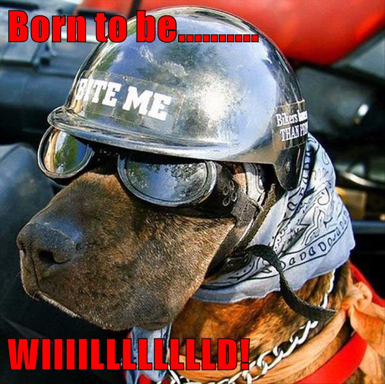 I Has A Hotdog - helmet - Funny Dog Pictures | Dog Memes | Puppy