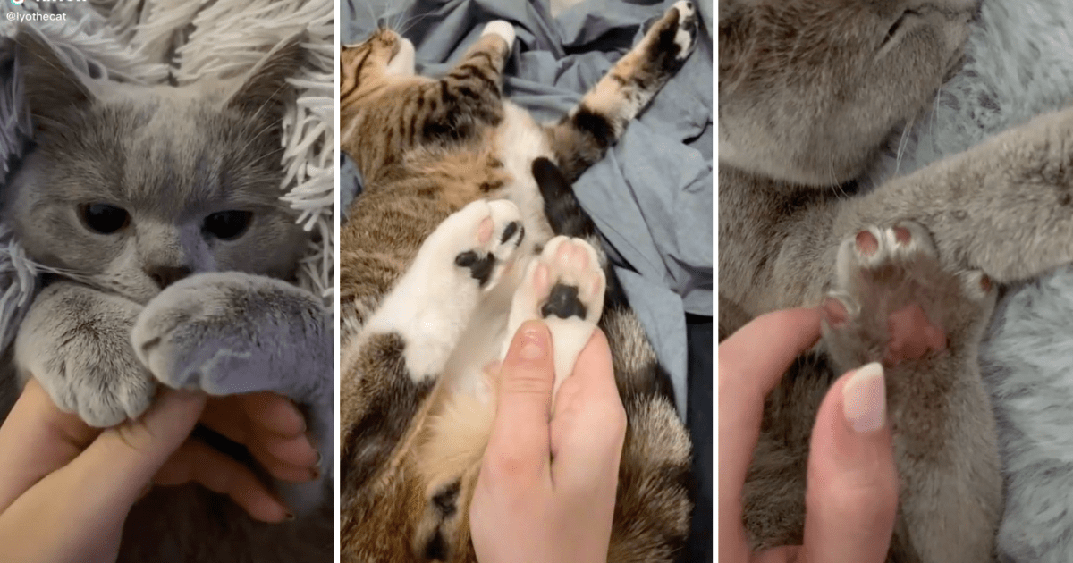 Cat Paws Manis, Massages, And Multicolored Beans I Can Has Cheezburger?