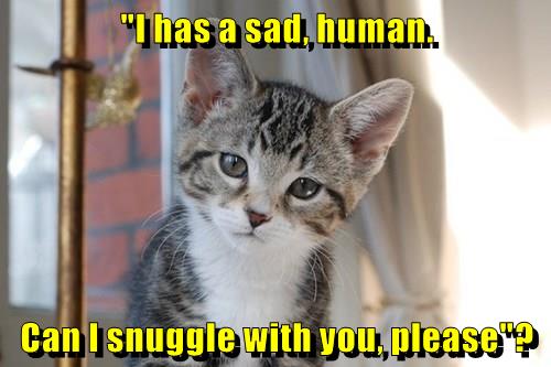 Please feel free to share your sad cat memes. I Need new pictures for  my. collection - 9GAG