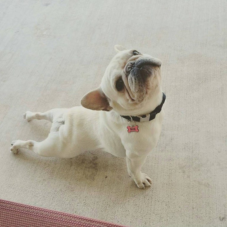 Just a Frenchie Enjoying Some Morning Yoga - I Has A Hotdog - Dog ...