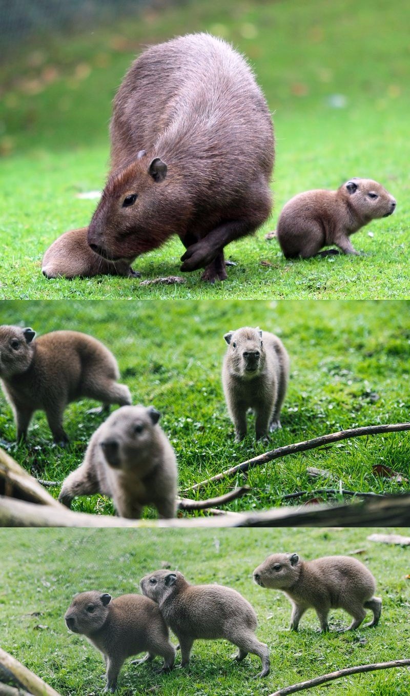 Look At These Adorable Baby Capybaras - I Can Has Cheezburger?