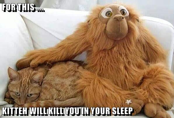 Lolcats - stuffed animal - LOL at Funny Cat Memes - Funny cat pictures