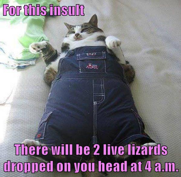 Lolcats overalls LOL at Funny Cat Memes Funny cat pictures with
