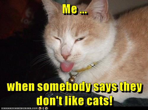 If You Don't Like Cats, I Don't Like You! - Lolcats - lol | cat memes ...