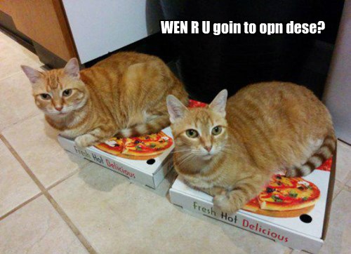 Lolcats - pizza - LOL at Funny Cat Memes - Funny cat pictures with ...