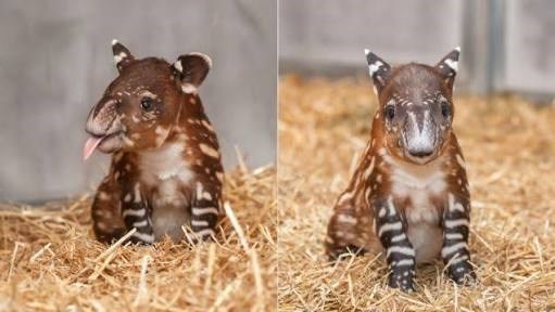 Have You Ever Seen a Baby Tapir? - Daily Squee - Cute Animals - Cute Baby  Animals - Cute Animal Pictures - Animal Gifs - GIF Animals