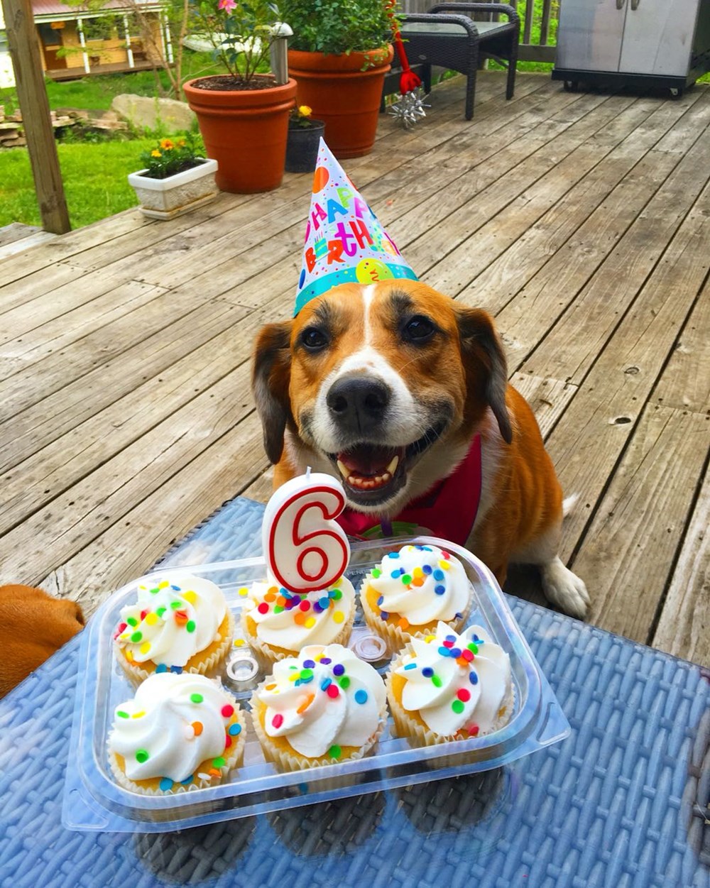 Geburtstag Hund Lustig