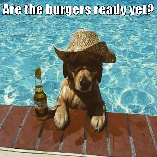 Swimming Really Works up an Appetite - I Has A Hotdog - Dog Pictures ...