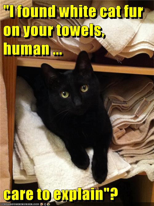 Basement Cat Expects Loyalty - Lolcats - lol | cat memes | funny cats ...