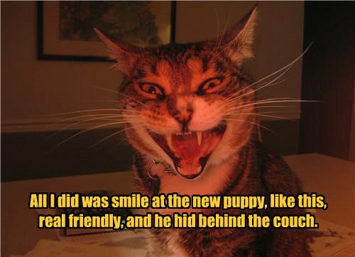 I Can T Imagine What Scared Him So Much Lolcats Lol Cat