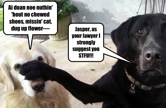 I Has A Hotdog - lawyer - Funny Dog Pictures | Dog Memes | Puppy Pictures |  Pictures of dogs - Dog Pictures - Funny pictures of dogs - Dog Memes -  Puppy pictures - doge - Cheezburger
