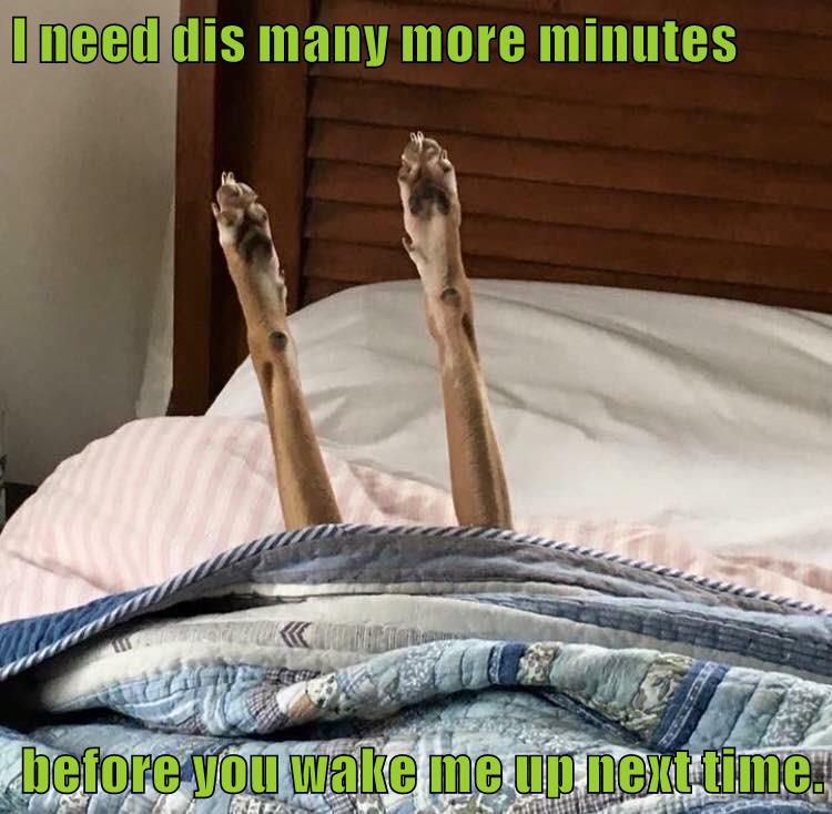 I Has A Hotdog wake up Funny Dog Pictures Dog Memes Puppy