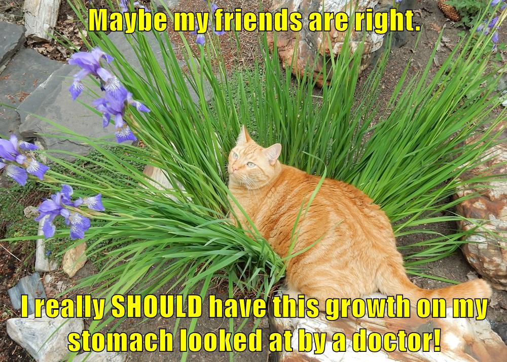 Lolcats plant LOL at Funny Cat Memes Funny cat pictures with