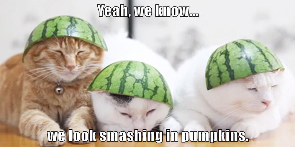 Technically Those Are Watermelons... Lolcats lol cat memes