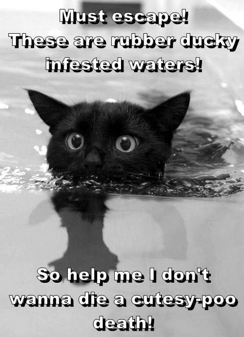 That Would Be a Pretty Embarrassing Way to Go - Lolcats - lol | cat