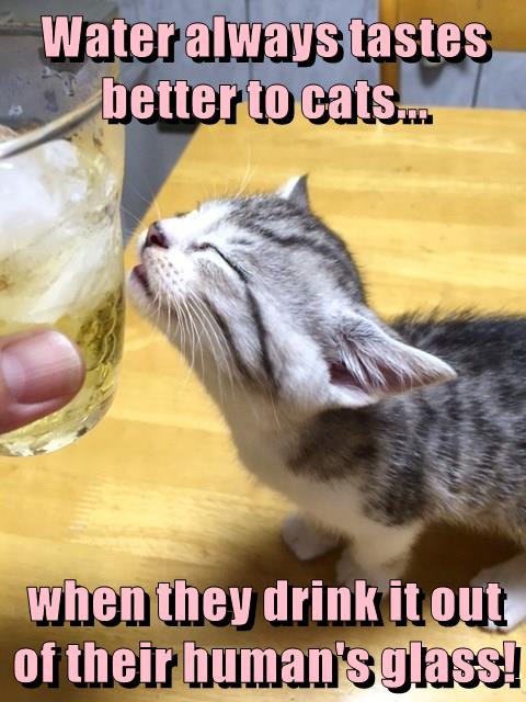 It's Funny Because It's True - Lolcats - lol | cat memes | funny cats |  funny cat pictures with words on them | funny pictures | lol cat memes |  lol cats