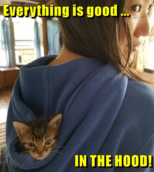 Feeling Better Than a Kitten in a Mitten Lolcats lol cat memes funny cats funny cat