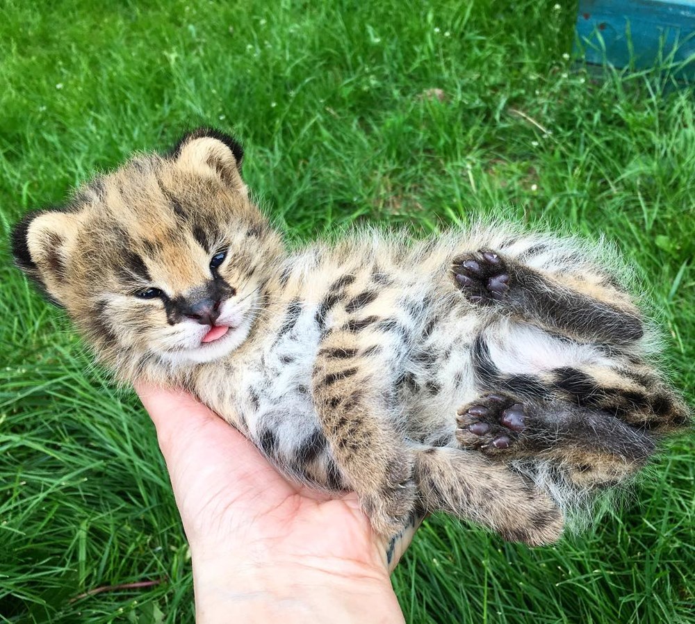 Serval cute hot sale