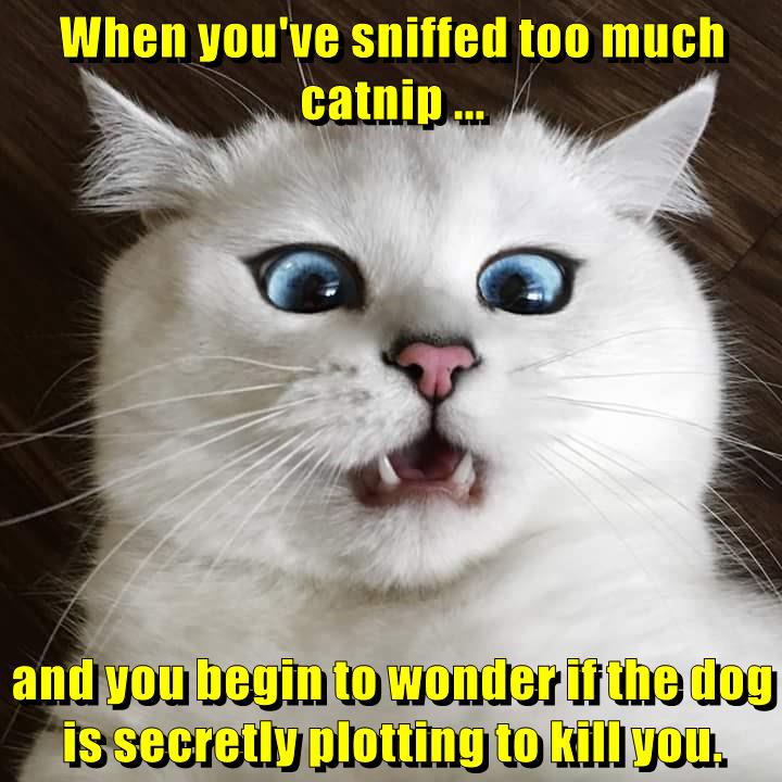 Lolcats - paranoid - LOL at Funny Cat Memes - Funny cat ...
